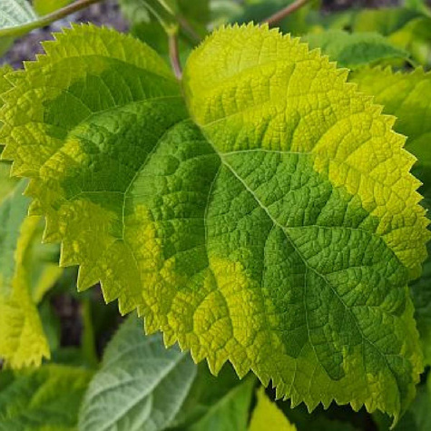 Hortensja krzewiasta Golden Anabelle (C2)