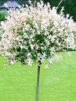 Wierzba Hakuro Nishiki Na Pniu 