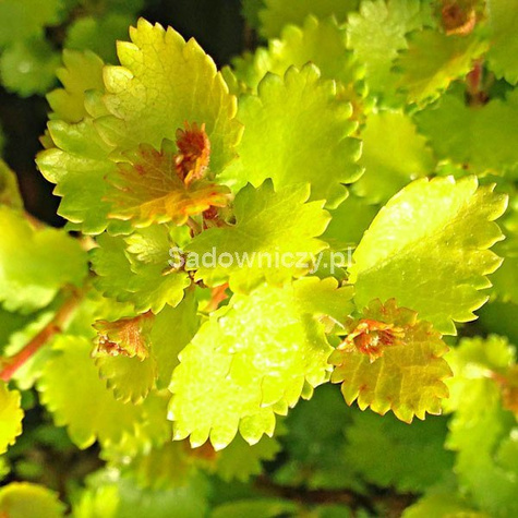 Brzoza karłowata krzaczasta Golden Treasure (P9)