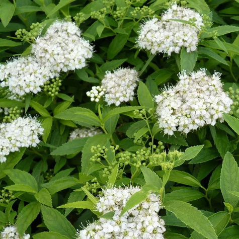 Tawuła japońska Albiflora (C2)