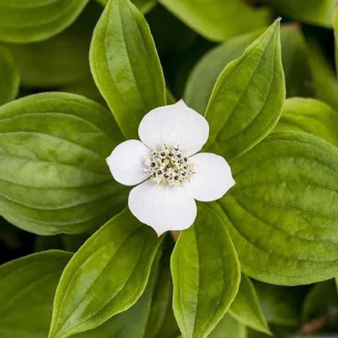 Dereń kanadyjski (C2)