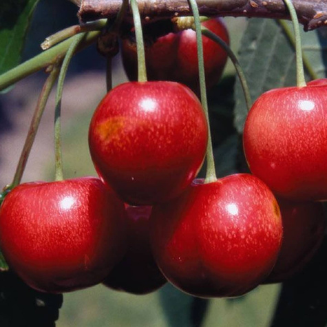 Czereśnia Techlovan w doniczce (C2)