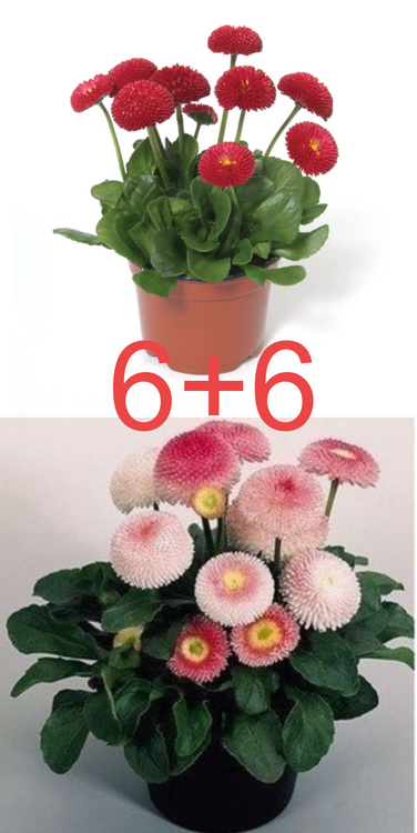 Zestaw Stokrotek 6 różowej + 6 czerwonej Stokrotka Stokrotki
