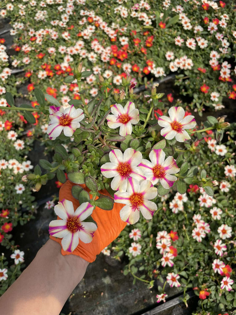 Portulaka zwisająca biało-purpurowa