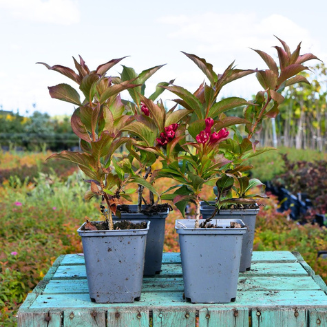 Krzewuszka All Summer Red (P9)