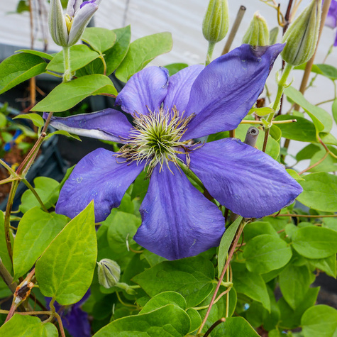 Powojnik Clematis wielkokwiatowy Generał Sikorski
