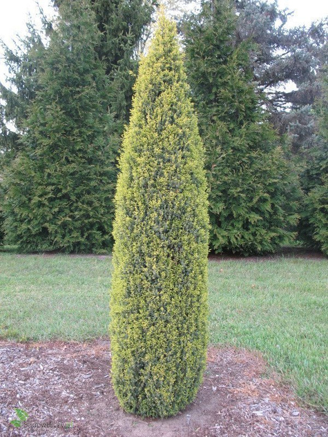Jałowiec pospolity Suecica Aurea (P9)