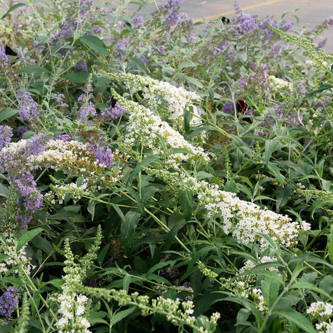 Budleja Dawida 'Nanho White' (C2)