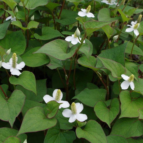 Houtunia sercowata zielona (C2)