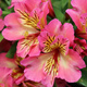 Alstremeria ogrodowa Sunshine (C2)