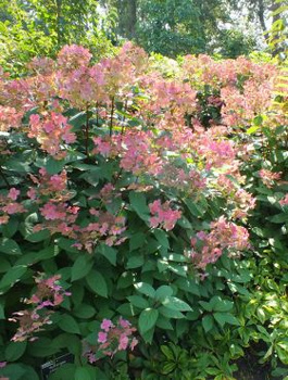 Hortensja bukietowa Early Sensation