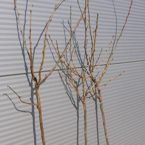 Agrest czerwony Krasnosłowiański na pniu Plant Pack