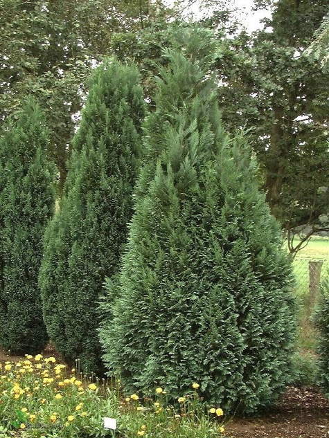 Cyprysik Lawsona Alumii