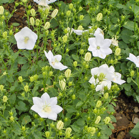 Dzwonek karpacki White Clips (C2)