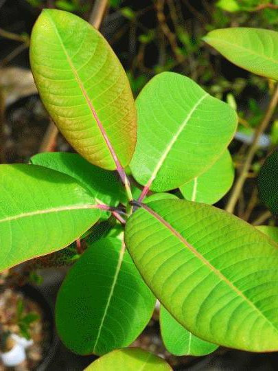 Wierzba wspaniała Magnifica szczepiona na pniu