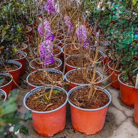 Pięknotka Bodiniera Profusion Koralikowy Krzew (C2)
