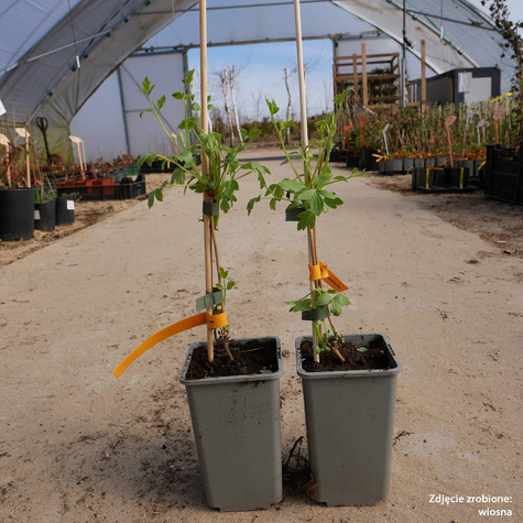 Powojnik Clematis botaniczny Paul Farges