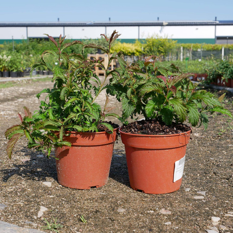 Tawuła japońska Sonia (C2)