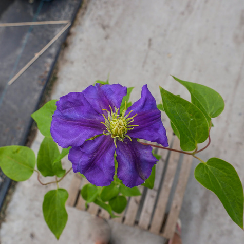 Powojnik Clematis wielkokwiatowy Generał Sikorski (C2)