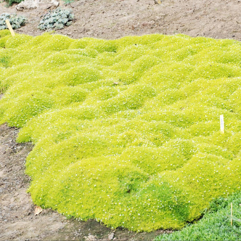 Karmnik ościsty Lime Moss (C2)