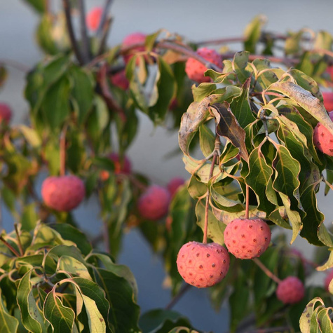 Dereń kousa Cappucino (C2)