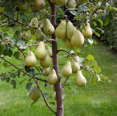 Grusza Blanka wielkoowocowa Plant Pack