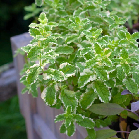 Mięta wonna ananasowa (C2)