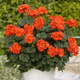 Pelargonia stojąca pomarańczowa Piękne sadzonki