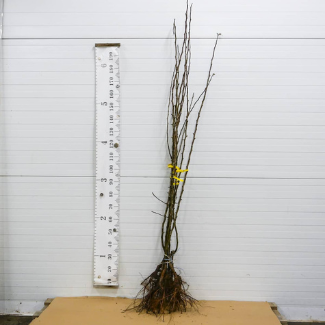 Grusza azjatycka Nijisseiki New Century najsłodsza Plant Pack