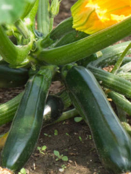 Dynia zwyczajna Astra Polka 5g