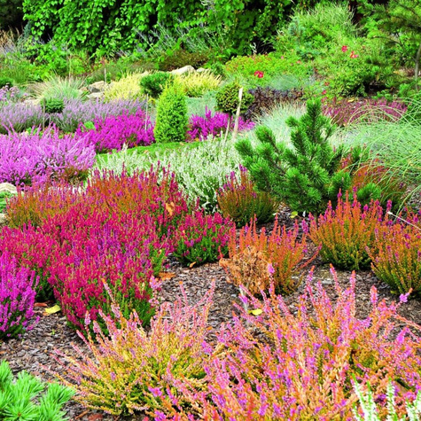 Wrzosy Duży Zestaw Stwórz Własne Wrzosowisko