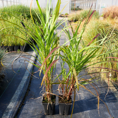 Miskant chiński Brazil (C2)