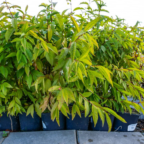 Wiśnia gruczołkowata Alba Plena