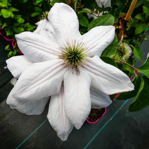 Powojnik Clematis 'Innocent Blush'