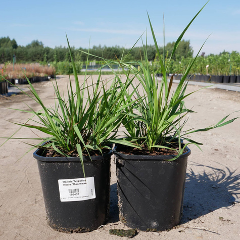 Trzęślica modra Moorhexe (C2)