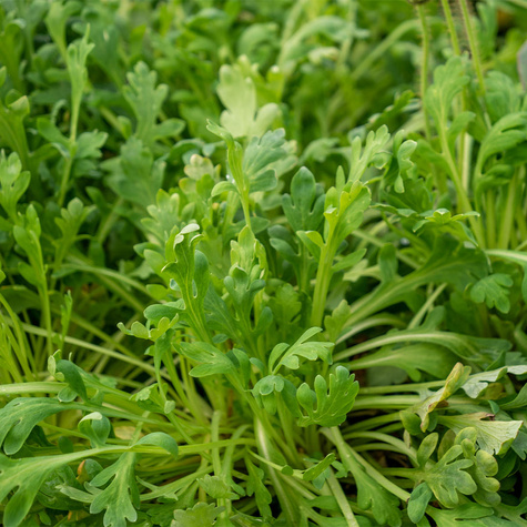 Mak wschodni Beauty of Livermere (C2)