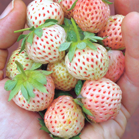 Truskawka Biała Ananasowa średnio późna FRIGO