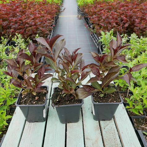 Krzewuszka cudowna 'Ruby Queen' (P9)