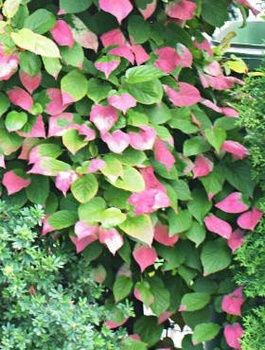 MINI KIWI Aktinidia pstrolistna Adam męska (C2)