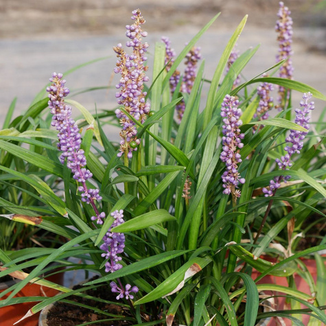 Liriope szafirkowata Big Blue (C2)