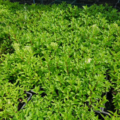 Hortensja bukietowa Sugar Rush (P9)