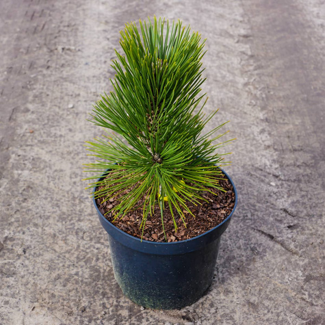 Sosna bośniacka Compact Gem szczepiona NP