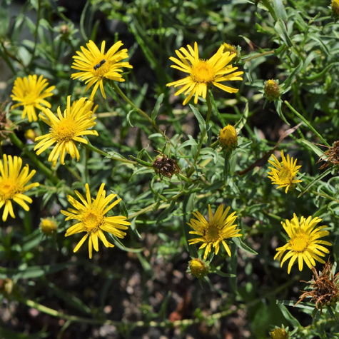 Oman wąskolistny (C2)