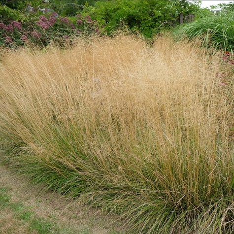 Śmiałek Darniowy Pixie Fountain (C2)