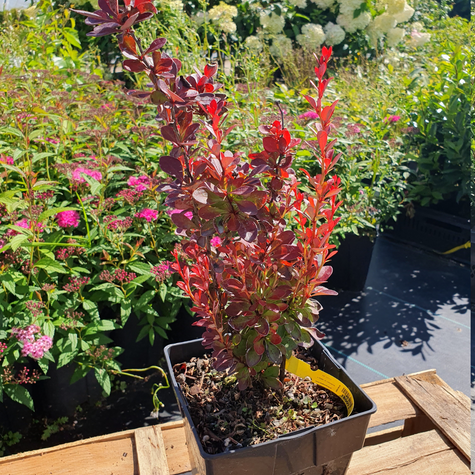 Berberys thunberga Vulcono (C2)