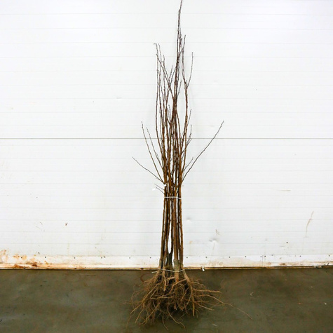 Morela Harlain Plant Pack