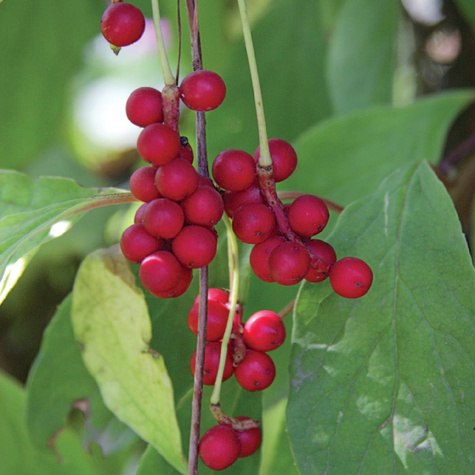 Cytryniec chiński Schisandra chinesis