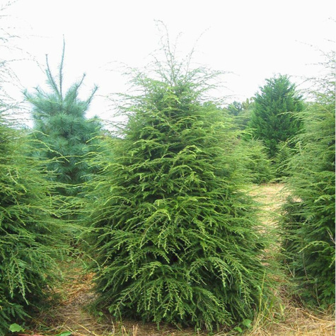 Choina kanadyjska (P9)