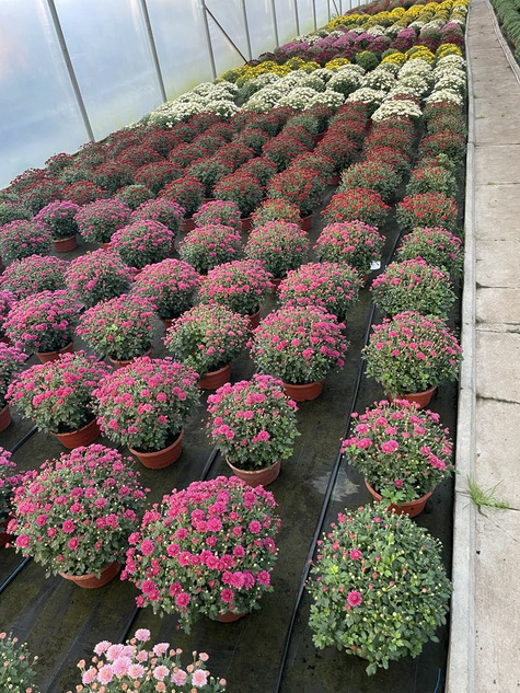 Chryzantema drobnokwiatowa fioletowa DUŻA DONICA