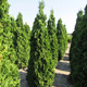 Thuja Tuja Żywotnik zachodni Degroot-s Spire (C2)